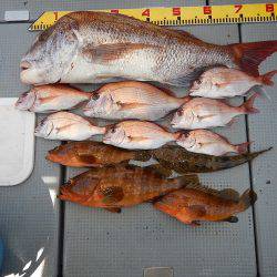 sea boss シーボス 釣果