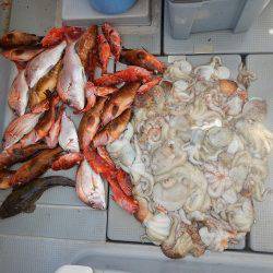 sea boss　シーボス 釣果