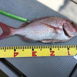 sea boss　シーボス 釣果