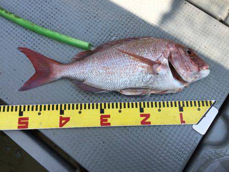 sea boss　シーボス 釣果