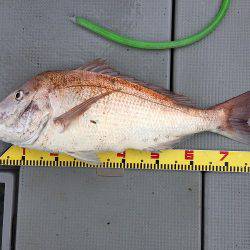 sea boss　シーボス 釣果