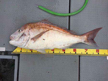 sea boss　シーボス 釣果