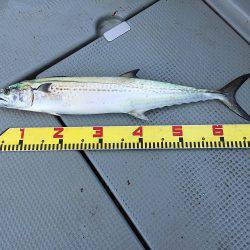 sea boss　シーボス 釣果