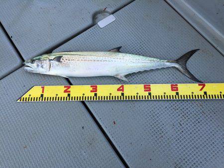 sea boss　シーボス 釣果