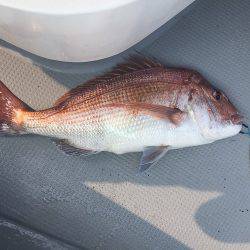 sea boss　シーボス 釣果