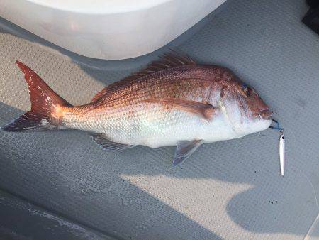 sea boss　シーボス 釣果