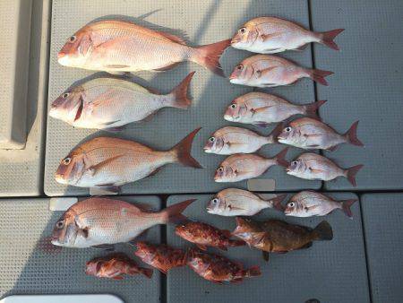 sea boss　シーボス 釣果