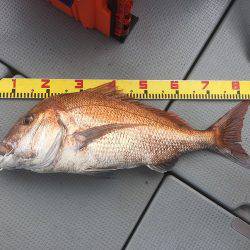 sea boss　シーボス 釣果