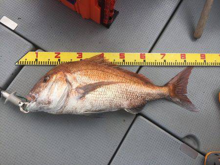 sea boss　シーボス 釣果