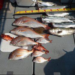 sea boss　シーボス 釣果