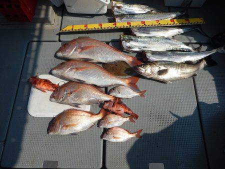 sea boss　シーボス 釣果