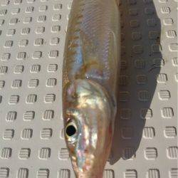 マタウマリンサービス 釣果