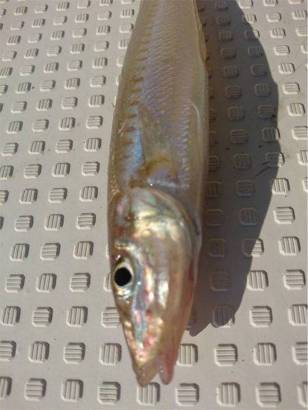 マタウマリンサービス 釣果