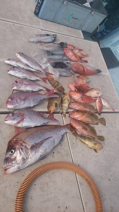 旭星釣りセンター 釣果