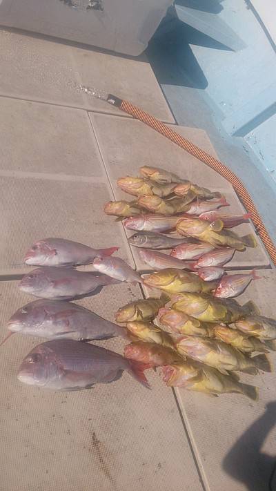 旭星釣りセンター 釣果