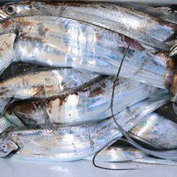 松本釣船２ 釣果