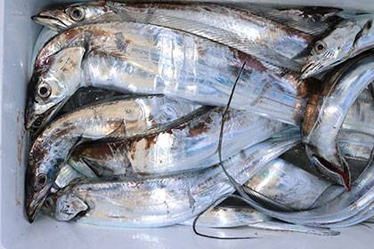 松本釣船２ 釣果