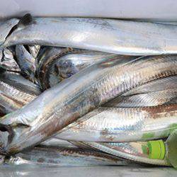 松本釣船２ 釣果