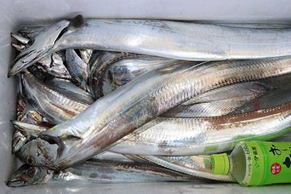 松本釣船２ 釣果