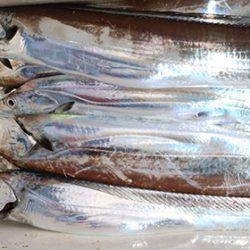 松本釣船２ 釣果