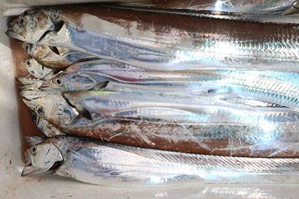 松本釣船２ 釣果