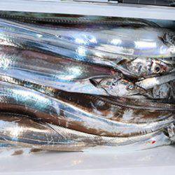 松本釣船２ 釣果