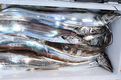 松本釣船２ 釣果