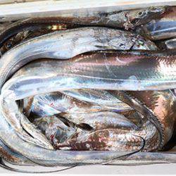 松本釣船２ 釣果