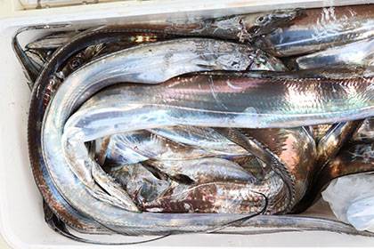 松本釣船２ 釣果