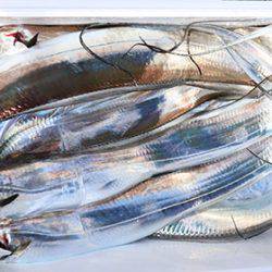 松本釣船２ 釣果