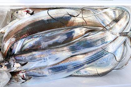 松本釣船２ 釣果