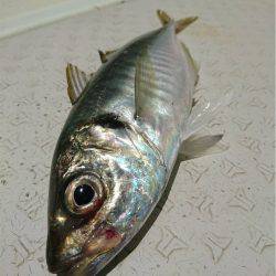 マタウマリンサービス 釣果