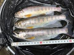 大井川（大井川(非)漁業協同組合） 釣果