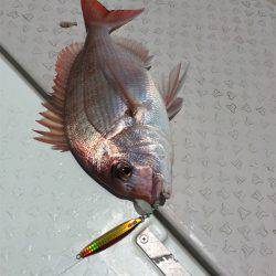 マタウマリンサービス 釣果