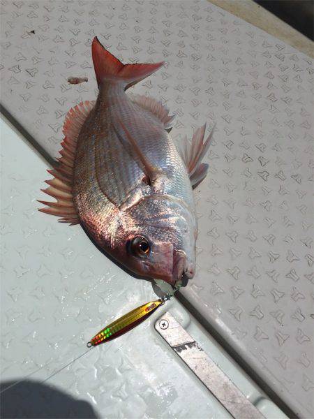 マタウマリンサービス 釣果