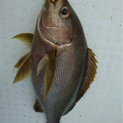 マタウマリンサービス 釣果