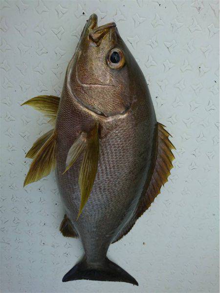 マタウマリンサービス 釣果