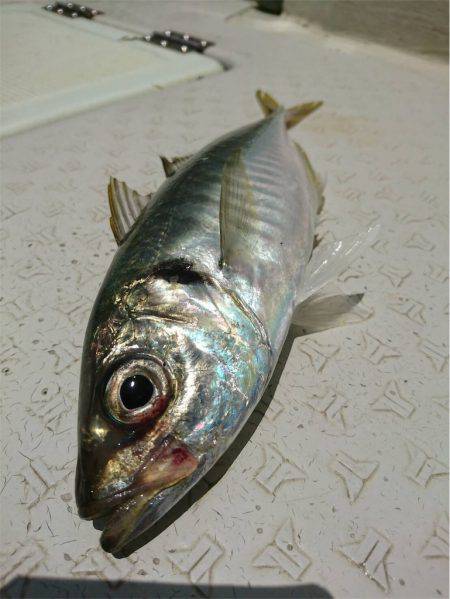 マタウマリンサービス 釣果