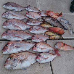 旭星釣りセンター 釣果