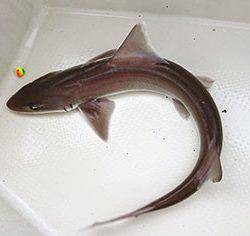 松本釣船2 釣果