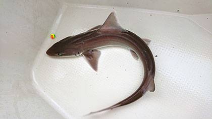 松本釣船2 釣果