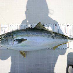 フルコンタクト 釣果