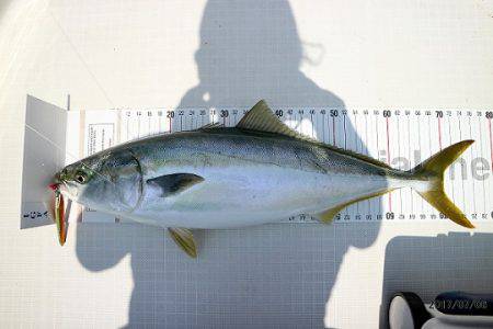 フルコンタクト 釣果