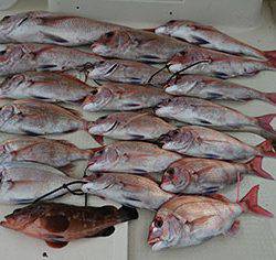 松本釣船２ 釣果