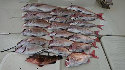 松本釣船２ 釣果