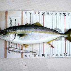 フルコンタクト 釣果