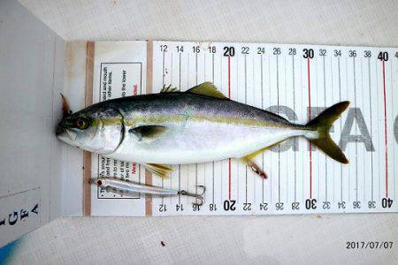 フルコンタクト 釣果