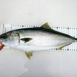 フルコンタクト 釣果