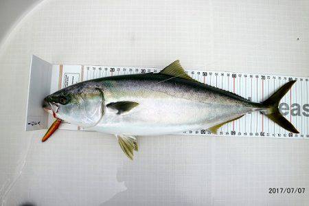 フルコンタクト 釣果
