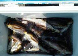 長栄丸(静岡) 釣果